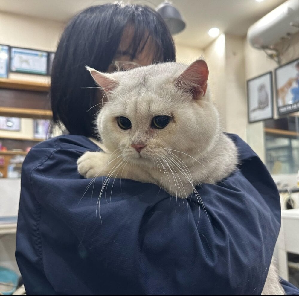 CAT_PET