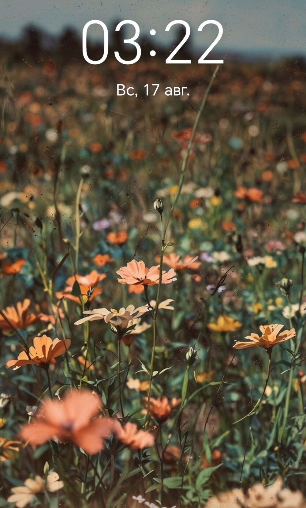 Hi_cherry-333